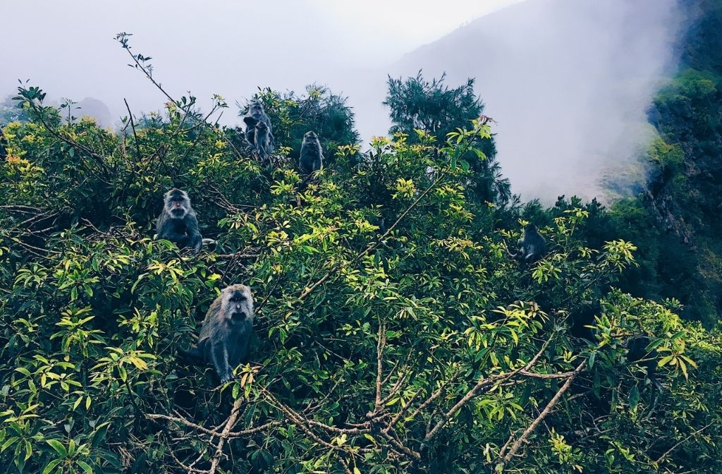 khỉ sống tại núi lửa Batur - Bali 