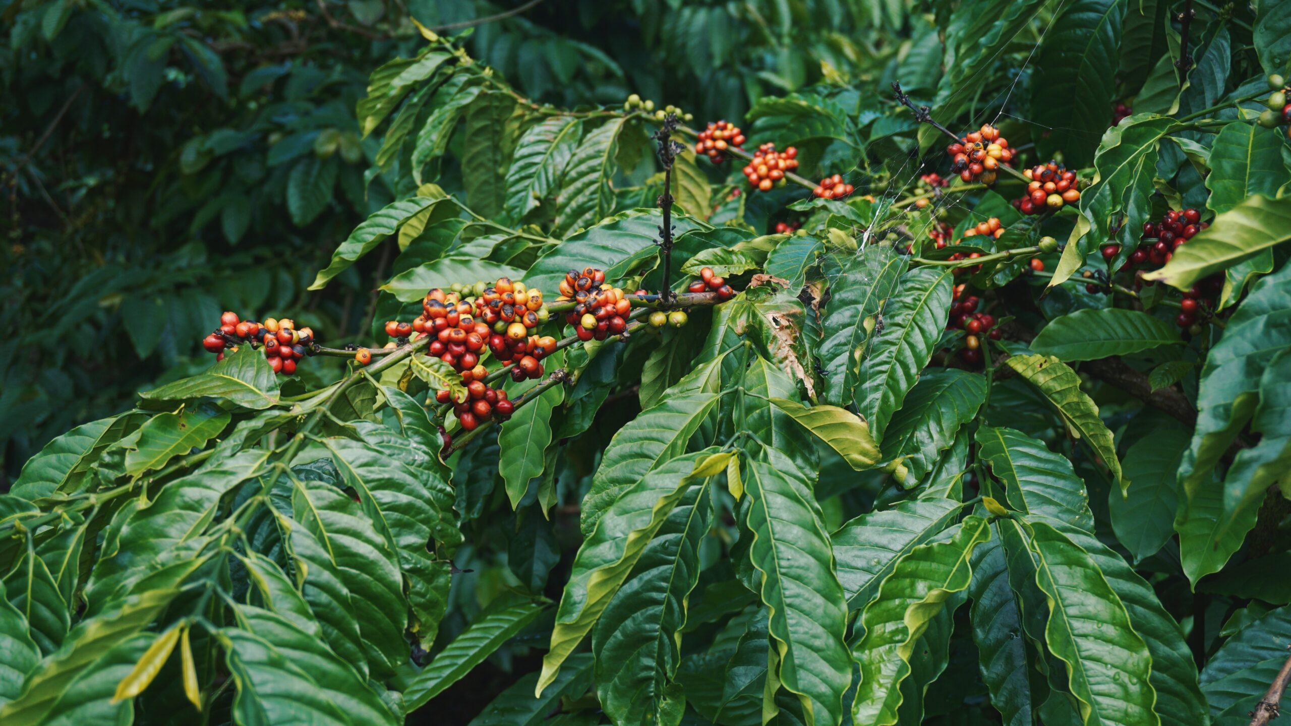 Coffee - Vietnam Central Highlands (Cà phê Tây Nguyên Việt Nam)
