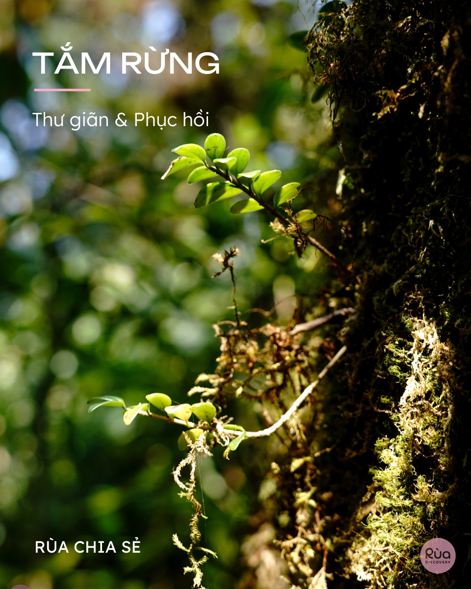 Thân cây rêu phong và nhánh lá tươi xanh.