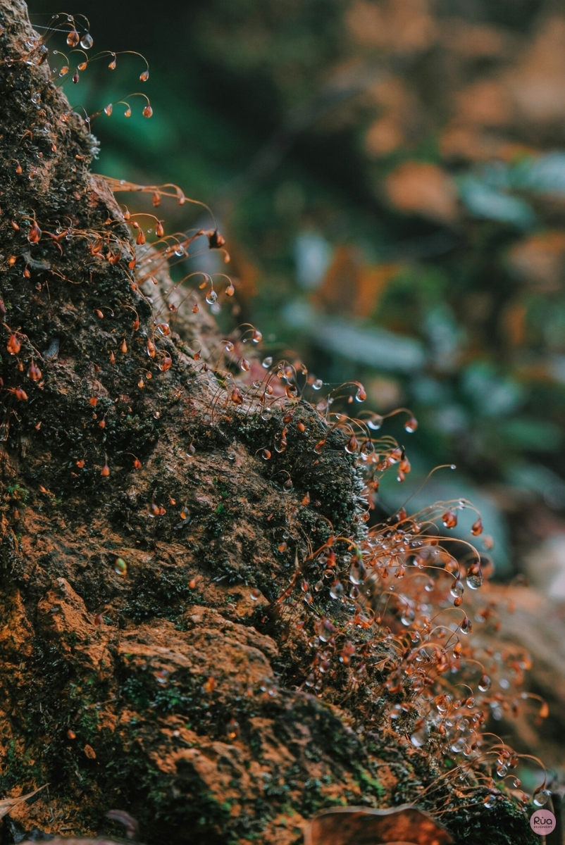Trekking Mùa Mưa – Hành trình về với cánh rừng đầu nguồn 9 Lấp lánh nước đọng trên cỏ cây, trong rừng nguyên sinh, sau cơn mưa rừng
